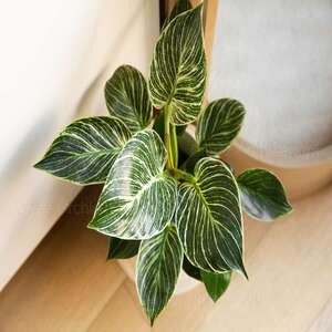 philodendron