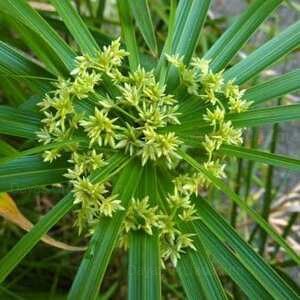 plant umbrella palm cyperus