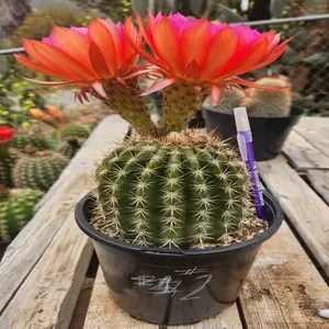 Trichocereus